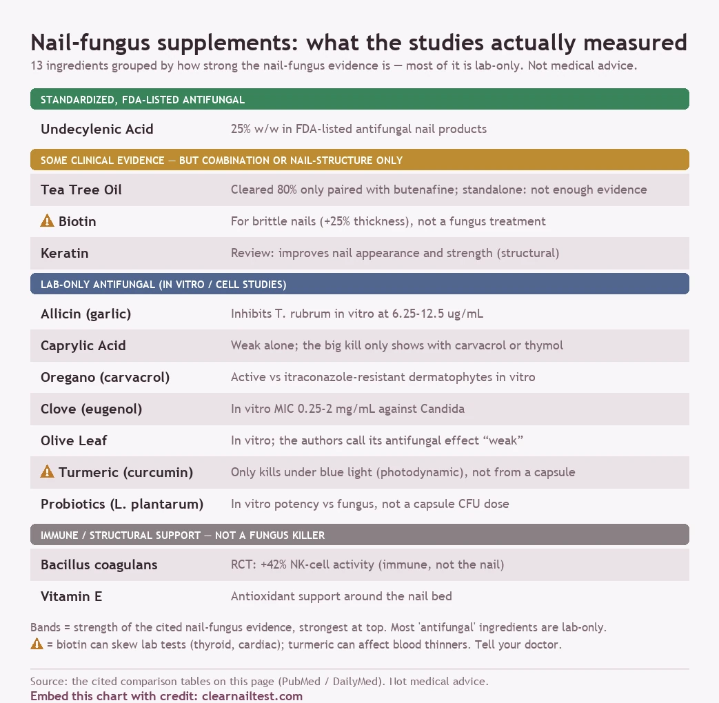 Evidence card for thirteen nail-fungus supplement ingredients grouped by how strong the nail-fungus evidence is. Standardized, FDA-listed antifungal: undecylenic acid (25% w/w in FDA-listed nail products). Some clinical evidence but in combination or for nail structure only: tea tree oil (cleared 80% only paired with butenafine; standalone not enough evidence), biotin (for brittle nails, +25% thickness, not a fungus treatment; flagged for skewing lab tests), keratin (review: improves nail appearance and strength). Lab-only antifungal, in vitro or cell studies: allicin (inhibits T. rubrum in vitro at 6.25-12.5 micrograms per mL), caprylic acid (weak alone, the big kill needs carvacrol or thymol), oregano carvacrol (active vs resistant dermatophytes in vitro), clove eugenol (in vitro MIC 0.25-2 mg/mL vs Candida), olive leaf (in vitro, authors call the antifungal effect weak), turmeric curcumin (only kills under blue light, not from a capsule; flagged for blood-thinner interaction), probiotics L. plantarum (in vitro potency, not a capsule dose). Immune or structural support, not a fungus killer: Bacillus coagulans (RCT, +42% NK-cell activity), vitamin E (antioxidant nail-bed support). Not medical advice.